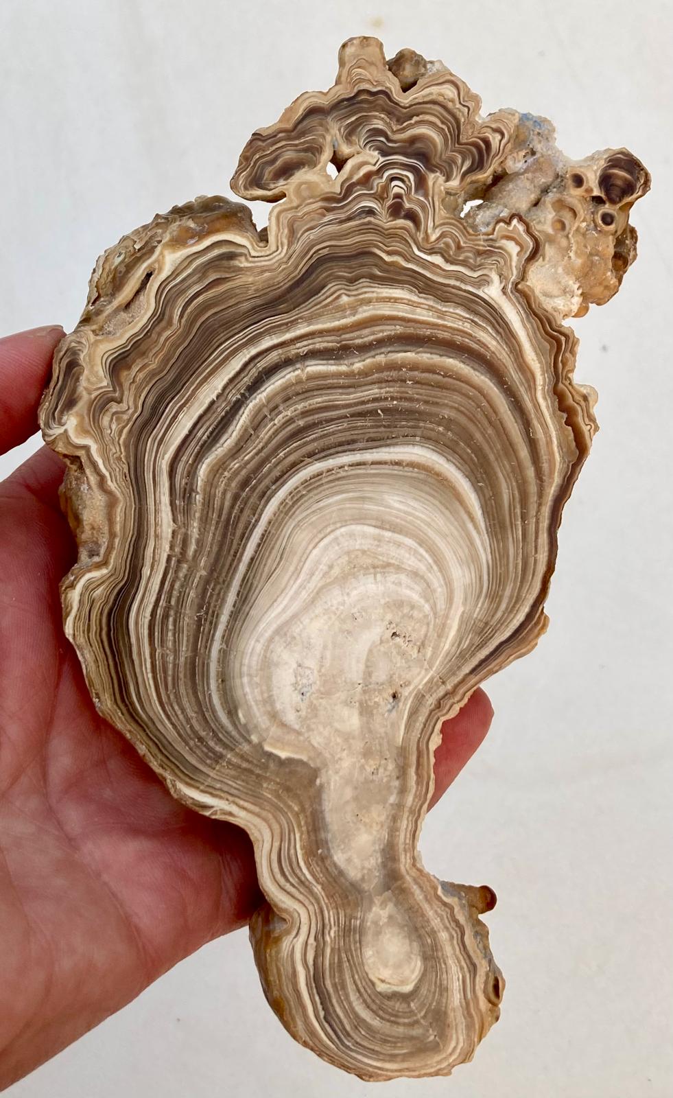 Aragonite Beige Tranche Polie – Maroc