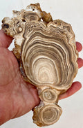Aragonite Beige Tranche Polie – Maroc