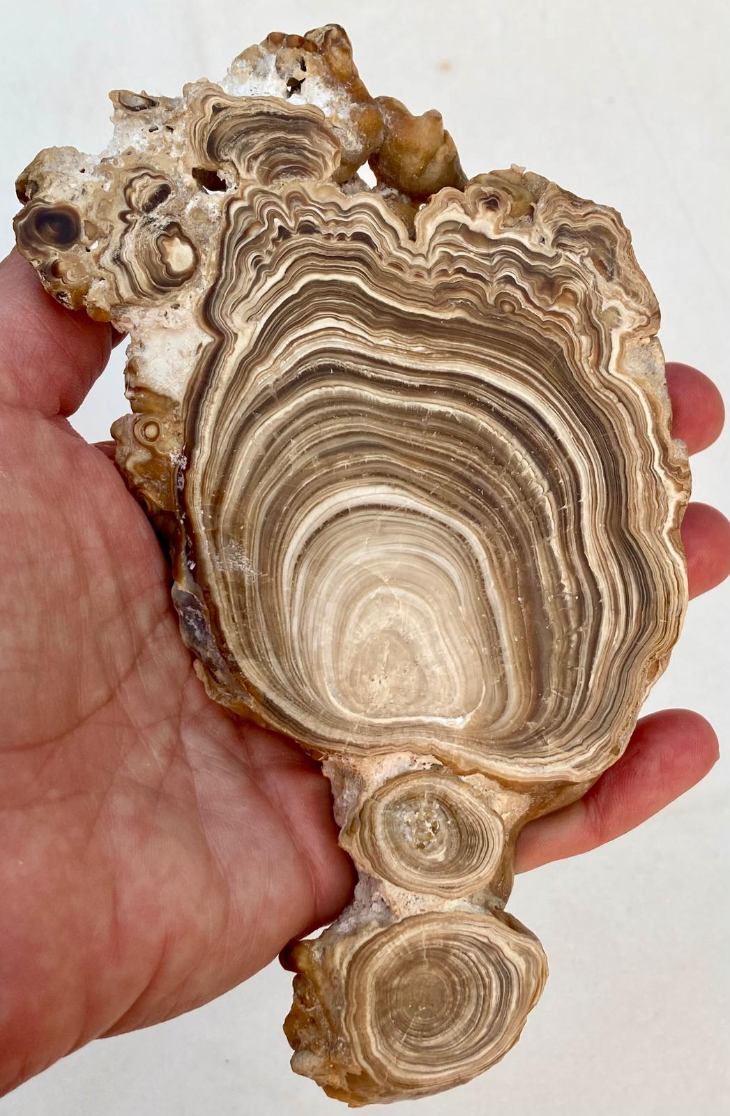 Aragonite Beige Tranche Polie – Maroc