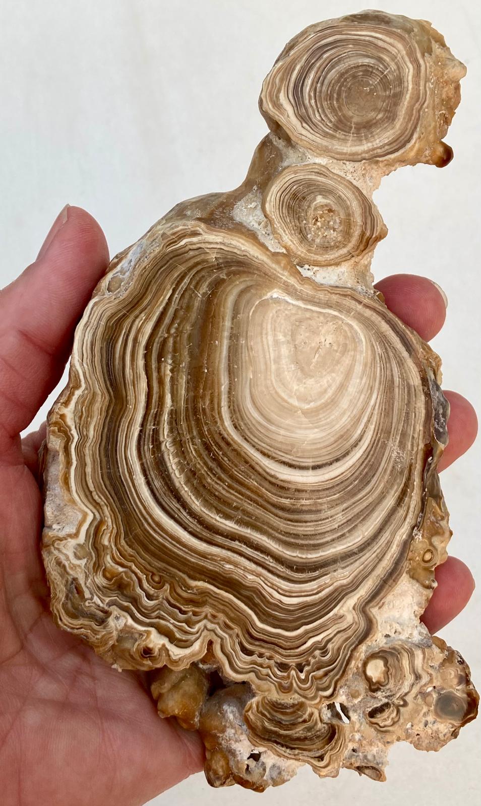 Aragonite Beige Tranche Polie – Maroc