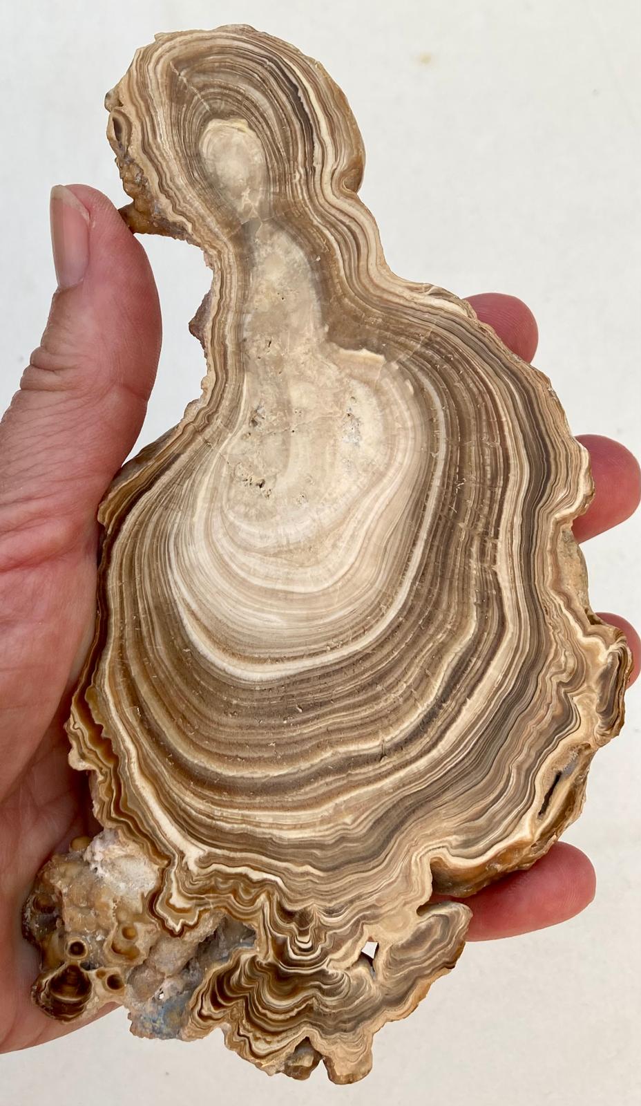 Aragonite Beige Tranche Polie – Maroc