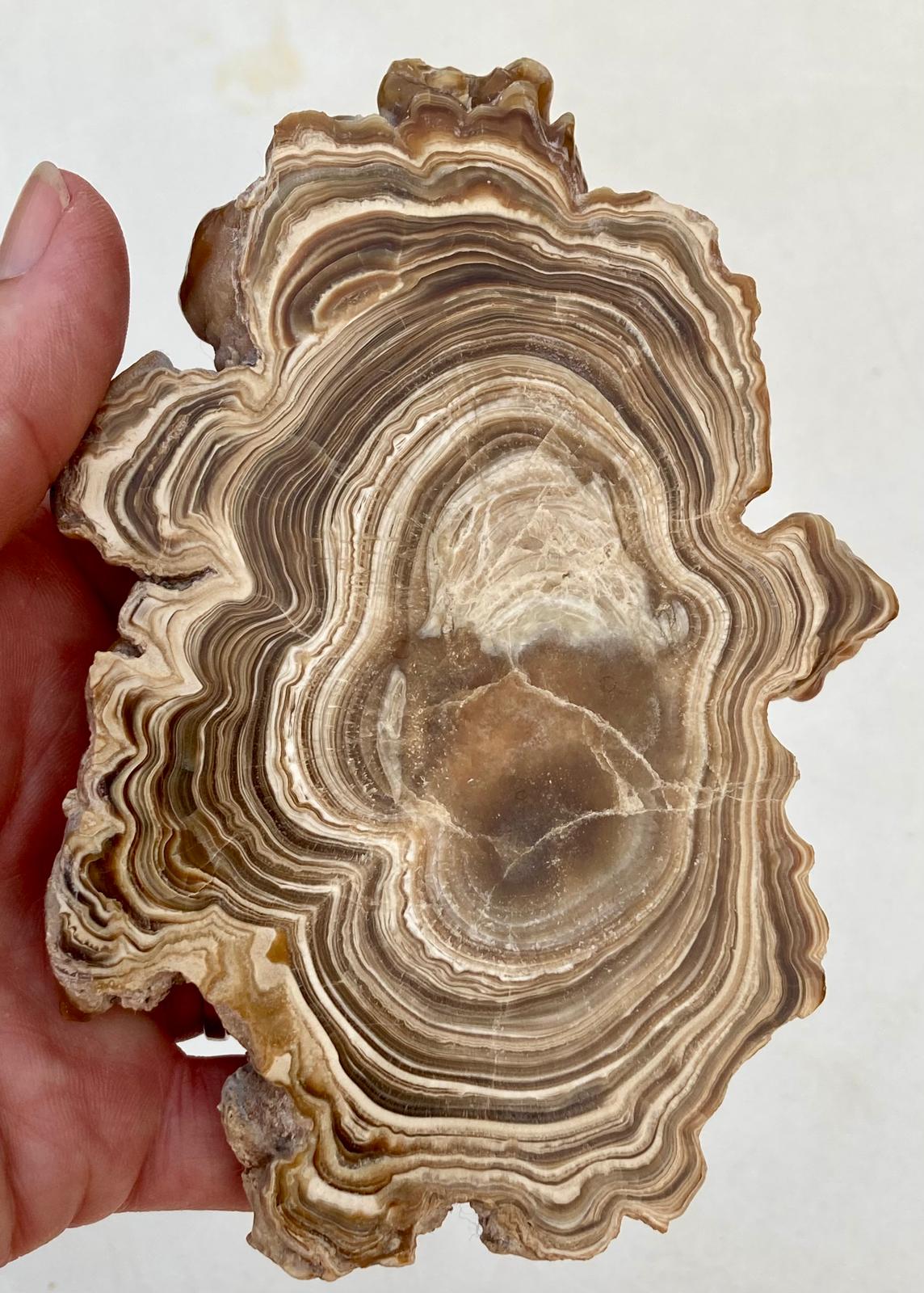 Aragonite Beige Tranche Polie Grande – Maroc