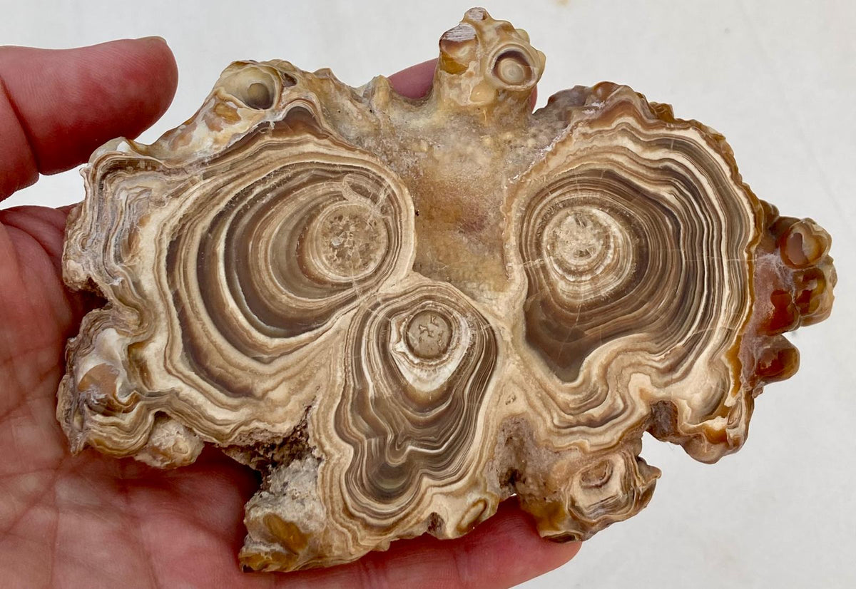 Aragonite Beige Tranche Polie Grande – Maroc