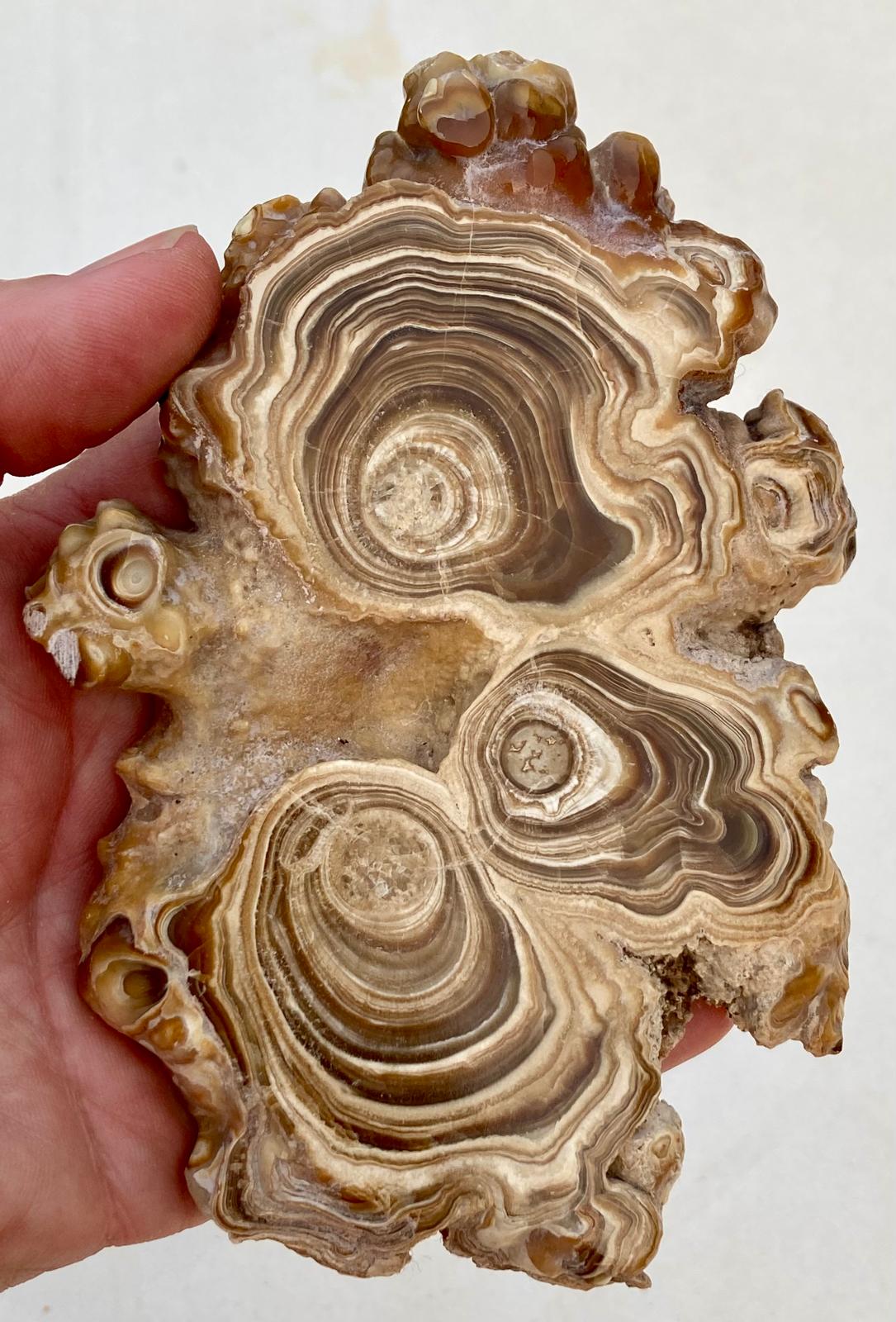 Aragonite Beige Tranche Polie Grande – Maroc