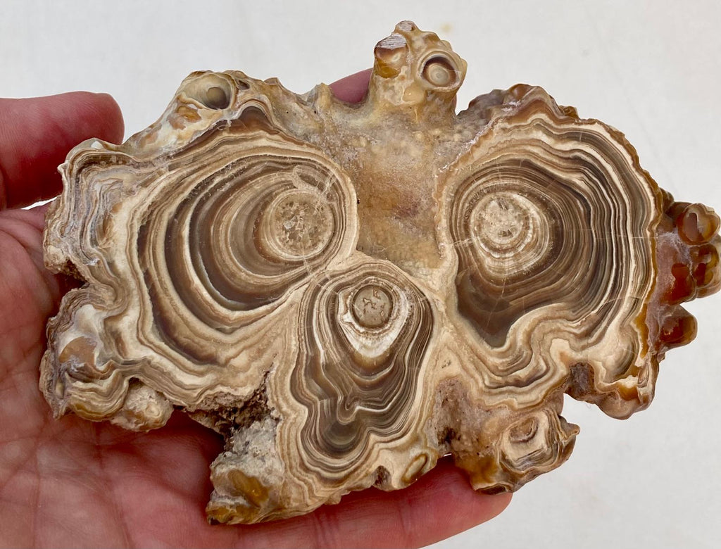 Aragonite Beige Tranche Polie Grande – Maroc