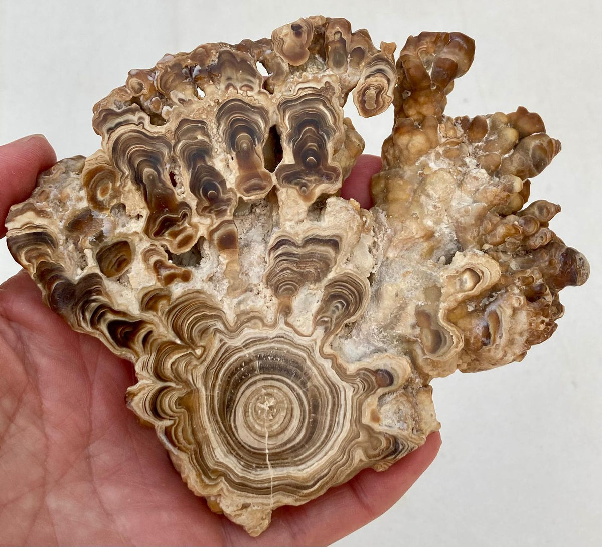 Aragonite Beige Tranche Polie – L'Astre Solaire – Maroc