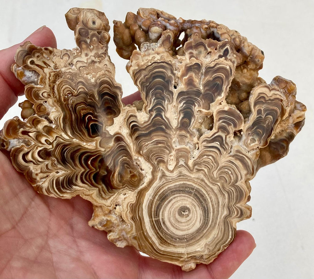 Aragonite Beige Tranche Polie – L'Astre Solaire – Maroc