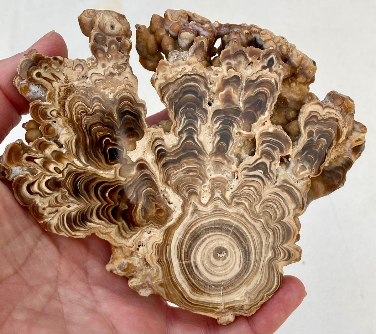 Aragonite Beige Tranche Polie – L'Astre Solaire – Maroc