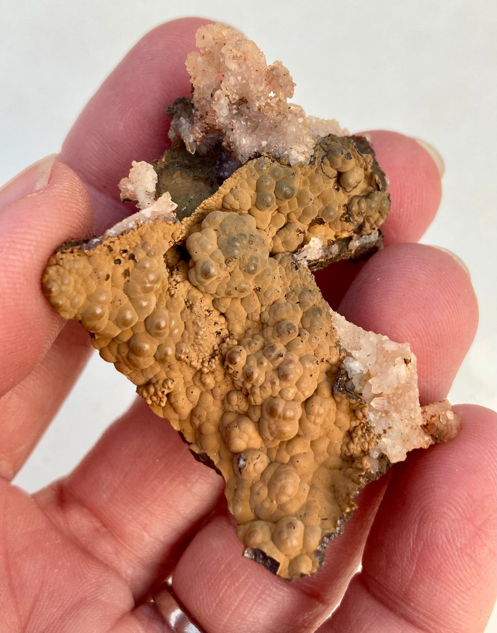 Goethite sur Empreintes de Fluorine – Montroc, Tarn, France