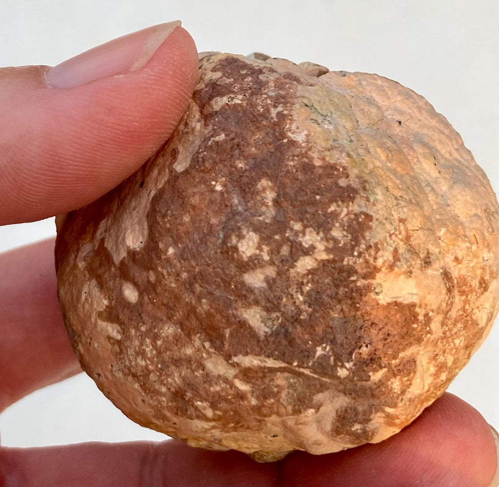 Lithophyse Boule – Les Adrets-de-l'Estérel, Var, France